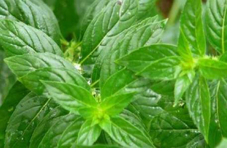 薄荷油能否驱鼠？生物质驱虫剂的奥秘