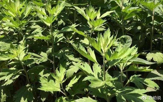 蚊子最怕的3种花，香味独特随便养，夏天蚊子不敢来