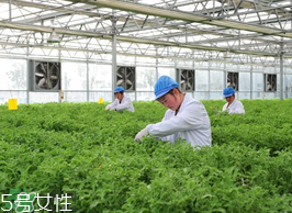 冰草为什么酸？生物质驱虫剂的新选择