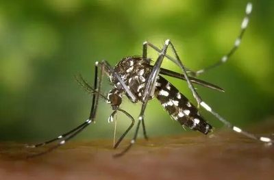 关于世界可迷惑任何人的19个有趣事实 生物质驱虫剂的奇妙世界