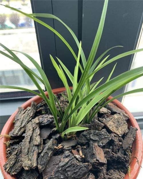 找棵香樟树,树下都是"驱虫"宝物